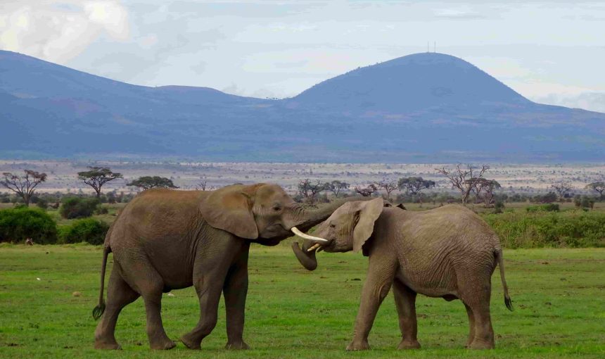 MAASAI MARA DAILY DEPARTURE