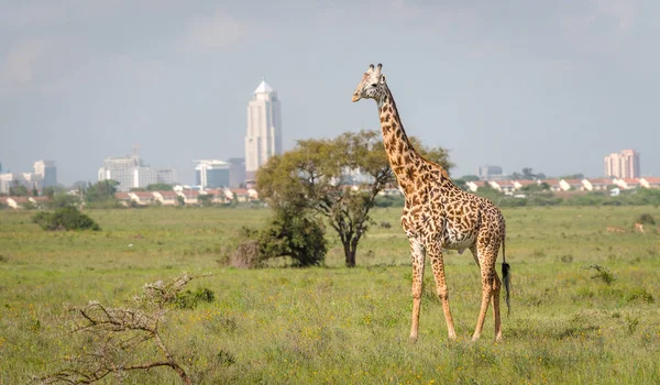 depositphotos_219258432-stock-photo-giraffe-nairobi-city-capital-kenya