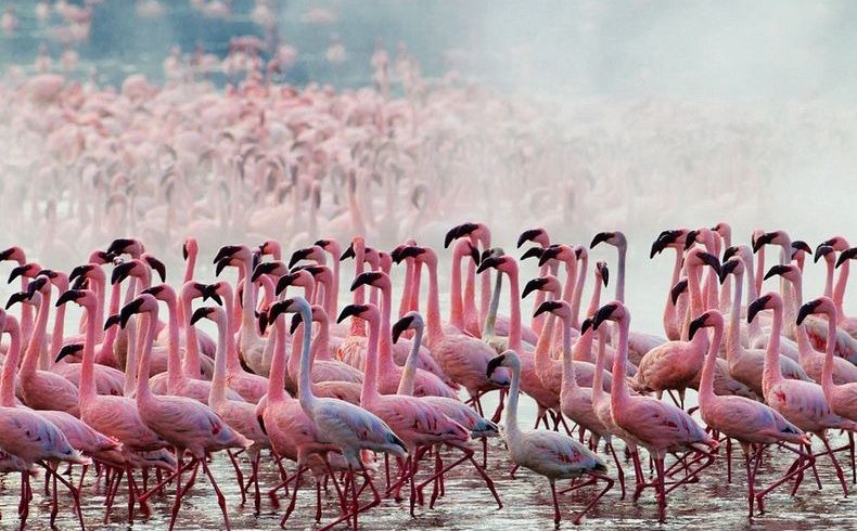 lake-nakuru-flamingos-36